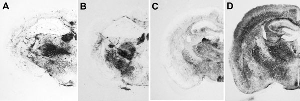 Immunochemical analysis of paraffin-embedded tissue blots of representative coronal sections of the hippocampus, showing deposition patterns of abnormal isoform of host-encoded prion protein in brains from BoPrP-Tg110 mice infected with bovine spongiform encephalopathy (BSE)-C (A), 113L-BSE (B), BSE-H (C), and BSE-L (D) prions. BoPrP, bovine prion protein; 113L, leucine substitution at codon 113. Monoclonal antibody Sha31 stained by using the procedure of Andréoletti et al. (29). Original magnif