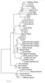 Thumbnail of Phylogenetic tree of 4 coronaviruses (CoVs) isolated from bat guano collected in this study (KCP9, KCP12, KCP15, and KCP31); 35 additional human and animal CoVs from the National Center for Biotechnology Information database are included. Construction of the tree was based on 152 nt of the RNA-dependent RNA polymerase gene region by maximum-likelihood method and GTR+I model with the 1,000 bootstrap resampling method implemented in MEGA5 (http://megasoftware.net/). Numbers on branche