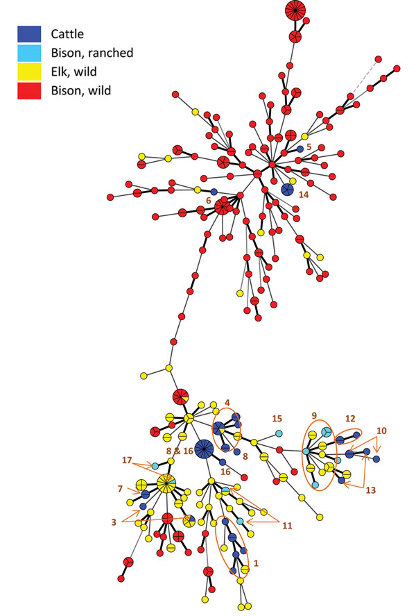 Minimum spanning tree generated from variable number tandem repeat (VNTR) data for 348 Brucella abortus isolates in the National Veterinary Services Laboratory database. Each sphere, or node, represents a unique VNTR type. Nodes are color coded according to the source of the isolate, and segments of nodes represent isolates from different animals with the same VNTR profile. The numbers represent the herd designations as indicated in the Table (note that herd no. 2 is not represented in this figu