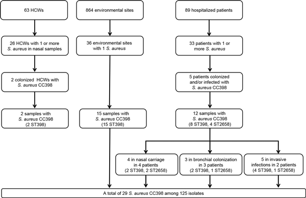 Flowchart of selection for methicillin-sensitive Staphylococcus aureus clonal complex (CC) 398 from intensive care unit, France, 2011. HCWs, health care workers; ST, sequence type.