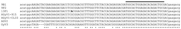 Alignment of partial sequences of human gyroviruses (HGyVs) from healthy blood donors, France. Point mutation corresponding to a nonsynonymous substitution is in boldface (13F1 isolate). Reference sequences and GenBank accession nos.: HGyV1-915, FR823283; HGyV1-CL33, JQ308212; avian gyrovirus (AGV) 2, JQ690763; gyrovirus (GyV) 3, JQ308210). Bar above sequences indicates location of the HGyVsPBp probe; lowercase letters indicate 5′/3′ ends of HGyVsPBs/HGyVsPBr real-time primers; asterisks (*) ind