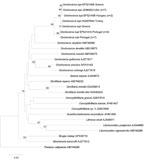 Thumbnail of Phylogeny of Onchocerca lupi and other filarial nematodes based on cytochrome c oxidase subunit 1 gene sequences. Thelazia callipaeda was used as outgroup. Bootstrap confidence limits (8,000 replicates). GenBank accession numbers and number of haplotype sequences (in parenthesis) are reported along with their geographic origin. Scale bar indicates genetic differences.