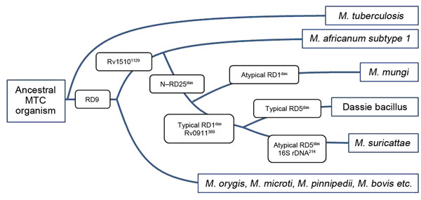 Phylogeny of the Mycobacterium tuberculosis complex (MTC) detailing relevant genetic regions of difference (RDs) and single-nucleotide differences that distinguish between M. africanum subtype 1 and the small African mammal–adapted members of these strains.