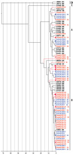 Thumbnail of Maximum-clade credibility tree showing the phylogenetic relationships between Aichi virus isolates from the Netherlands and other locations, based on a multiple alignment of nucleotide sequences (481-nt) of the viral protein (VP) 1 region. The rooted tree was generated by the Bayesian Markov chain Monte Carlo method in BEAST (28), using CK as an outgroup, visualized in FigTree (http://tree.bio.ed.ac.uk/software/figtree/), and plotted on a temporal y-axis scale in units of 1,000 year