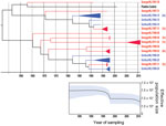 Thumbnail of Phylogenetic relationships and genetic diversity over time for 37 sequences of Aichi virus genotype A strains collected in the Netherlands. A) Maximum-clade credibility tree was generated by the Bayesian Markov chain Monte Carlo method in BEAST (28), based on a multiple alignment of nucleotide sequences (481-nt) of the viral protein 1 region. The tree is rooted to the most recent common ancestor, visualized in FigTree (http://tree.bio.ed.ac.uk/software/figtree/), and plotted on a te