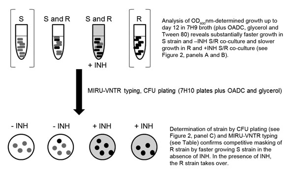 Mycobacterium tuberculosis co-culture competition experiment in a study of the amplification of multidrug resistance induced by first-line treatment of a mixed M. tuberculosis infection. The results suggest competitive advantages in vitro, which may account for patient strain phenotype in vivo. S, drug sensitive; R, drug resistant; OADC, oleic acid, albumin, dextrose, catalase growth supplement; OD600, optical density read at 600 nm; −INH, without isoniazid; +INH, with INH; MIRU-VNTR, mycobacter