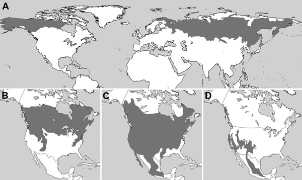 Ranges (gray) of A) northern red-backed vole (Myodes rutilus), B) southern red-backed vole (M. gapperi), C) deer mouse (Peromyscus maniculatus), and D) piñon mouse (P. truei), United States, Russia, and Canada. Major range overlap between the 4 species found with deer-tick virus–reactive antibodies suggests that the responsible virus may have access to competent amplifying hosts throughout North America. Panel A was obtained from the International Union for Conservation of Nature and Natural Res