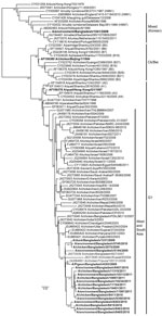 Thumbnail of Phylogenetic relationships of hemagglutinin genes of avian influenza (H9N2) viruses (boldface) isolated in Bangladesh. Full-length DNA sequencing, starting from the first codon, was used. The phylogenetic trees were generated by PhyML (30) within the maximum-likelihood framework. Numbers above the branches indicate bootstrap values; only values &gt;60 are shown. Boldface italics indicate prototype subtype H9N2 viruses from the Ck/Bei and G1 clades. Scale bar indicates distance betwe
