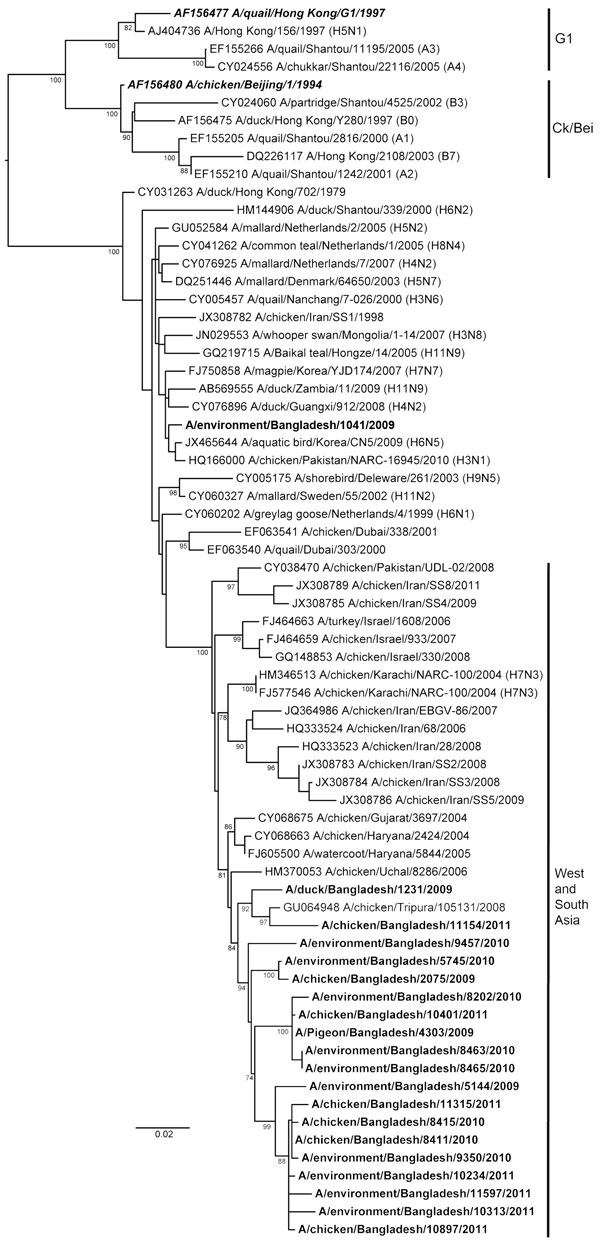 Phylogenetic relationships of nonstructural protein genes of avian influenza (H9N2) viruses (boldface) isolated in Bangladesh. Full-length DNA sequencing, starting from the first codon, was used. The phylogenetic trees were generated by PhyML (30) within the maximum-likelihood framework. Numbers above the branches indicate bootstrap values; only values &gt;60 are shown. Boldface italics indicate prototype subtype H9N2 viruses from the Ck/Bei and G1 clades. Scale bar indicates distance between se