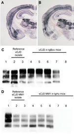 Thumbnail of Abnormal prion protein (PrPres) detection by using Western blot (WB) and paraffin-embedded tissue (PET) blot in the brain of transgenic mice expressing the methionine 129 variant of the human prion protein (PrP) (tgHu) or bovine PrP (tgBov). A, B) PET blot PrPres distribution in coronal section (thalamus level) of tgHu mice inoculated with sporadic Creutzfeldt-Jakob disease (sCJD) MM1 isolates (10% brain homogenate): A) reference isolate used for the endpoint titration in Table 1; B