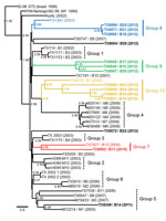 Thumbnail of Bayesian-inferred, 50% majority-rule, coalescent phylogenetic tree of published, full-length West Nile virus isolates, Harris County, Texas, USA, 2002–2012. Novel 2010–2012 Harris County isolates cluster into 4 distinct monophyletic groups designated group 7 (red), group 8 (blue), group 9 (green), and group 10 (yellow). Strain names link geographic map code (e.g., B1, B2, M1, M2) with year of collection annotated in parentheses. Isolates sequenced in this study are indicated in bold