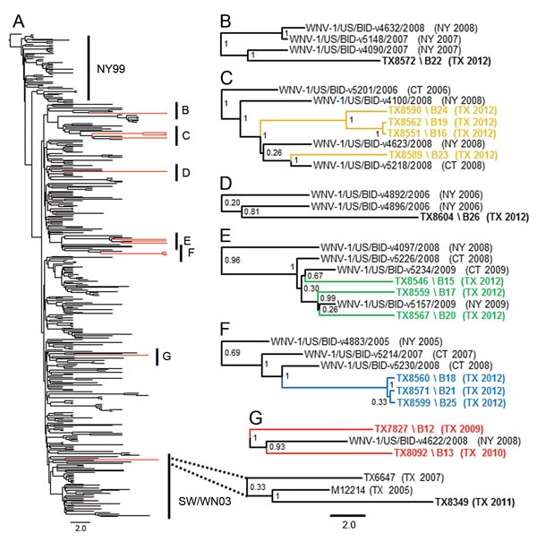 Evolution of West Nile virus (WNV) in North America, 1999–2012. A) Bayesian coalescent tree of all published North American WNV isolates. The NY99 (NY99) and southwestern (SW/WN03) genotypes flank the North American (NA/WN02) genotype containing inferred monophyletic lineages B–G of the novel 2010–2012 Harris County, Texas, WNV isolates. Red indicates WNV isolates sequenced in this study. Isolates sequenced in this study are indicated in boldface. B) TX8572 2012 Harris County isolate. D) TX8604 