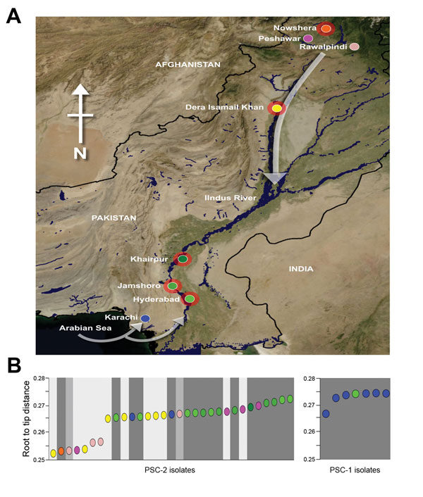 Cholera during the floods, Pakistan, 2010. A) North-oriented map of Pakistan indicating the 8 locations of Vibrio cholerae O1 El Tor isolation (shown by individual circles; red outer shading indicates the 5 locations that had flooding during the study period). White arrows indicate the hypothesized directions of spread of the various subclades of V. cholerae O1 El Tor. B) Cumulative root-to-tip distances of subclade 2 and subclade 1 V. cholerae O1 El Tor isolates. Each colored circle corresponds