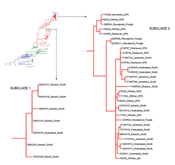 Phylogenetic tree showing the relative position of Vibrio cholerae O1 El Tor from Pakistan in wave 3 of the seventh-pandemic lineage, based on single-nucleotide polymorphism differences. The blue, green, and red branches represent waves 1, 2, and 3 respectively. The colors of the subclade 1 and 2 isolates match the colors assigned to the strain isolation locations in Figure 1, panel A.