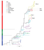Thumbnail of A single-nucleotide polymorphism–based maximum-likelihood phylogeny showing the position of Vibrio cholerae O1 El Tor from Pakistan in wave 3 of the seventh-pandemic lineage relative to the Haiti and Nepal strains of Hendriksen et al. (23). Waves 1, 2, and 3 are labeled in blue, green, and red respectively. Scale bar indicates substitution per variable site.