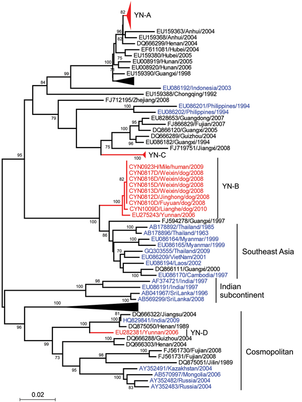 Phylogenetic relationship of nucleoprotein gene sequences of rabies virus isolates from Yunnan Province, China, 2008–2012, with those from neighboring countries in Asia. Numbers at each node indicate degree of bootstrap support (only values &gt;70% are indicated). Red indicates taxa from Yunnan Province; blue indicates taxa from Asia; and black indicates taxa from other provinces in China. Black triangles indicate virus isolates shown in Figure 4. Scale bar indicates nucleotide substitutions per