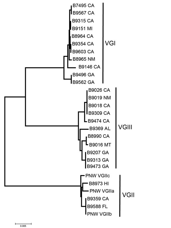 Neighbor-joining tree of US Cryptococcus gattii isolates from outside the US Pacific Northwest states of Washington and Oregon, 2009–2013. The tree was constructed by using multilocus sequence typing data from 7 unlinked loci. US Pacific Northwest C. gattii strains VGIIa, VGIIb, and VGIIc were added for reference.