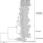 Thumbnail of Phylogenetic analyses of the envelope protein 1 (E1) sequences of chikungunya virus (CHIKV) isolated in Bhutan in 2012. The neighbor-joining tree was constructed by using MEGA 5.0 (www.megasoftware.net); bootstrap values were obtained from 2,000 replicates. The unrooted tree topology was based on multiple alignments of the E1 gene nucleotide sequences (1,320 bp) and 34 CHIKV E1 regions, representing a wide range of localities, from GenBank. Each CHIKV isolate is represented by the c
