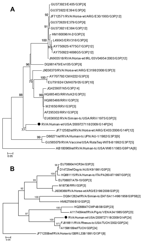 Genetic relationships of partial viral protein 7 (A) and viral protein 4 (B) nucleotide sequences for novel rotavirus strain (black dot) isolated from 36-month-old child with diarrhea compared with representatives of known equine, simian, and human rotavirus genotypes. Evolutionary relationships and distances were inferred by using the maximum-likelihood method in PhyML 3.0 (13). Numbers next to nodes are approximate likelihood-ratio test values calculated by PhyML. Rotavirus strain designations