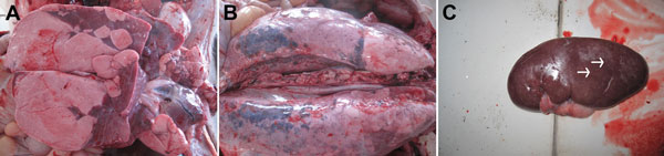 Necropsy specimens from pigs infected with pseudorabies virus. A) Pulmonary consolidation in the lung. B) Edema and hemorrhage of lung. C) Kidney with many yellow-white necrotic spots (arrows). 