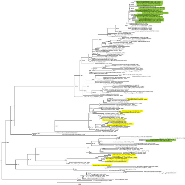 Maximum-likelihood phylogenetic tree for the basic polymerase 1 gene segment of avian influenza (H5N1) viruses from Bangladesh compared with other viruses. Green shading indicates viruses from Bangladesh sequenced and characterized in this study; yellow shading indicates previously described subtype H5N1/H9N2 reassortant influenza viruses (8,9) or those from GenBank. Numbers at the nodes represent bootstrap values.