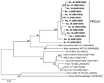 Thumbnail of Phylogenetic tree constructed on the basis of the nucleotide sequences of the partial RNA-dependent RNA polymerase–encoding regions of ferret coronaviruses (FRCoVs) isolated in Japan (shown in boldface; sample IDs are indicated) compared with other coronaviruses (CoVs). The tree was constructed by the neighbor-joining method in MEGA5.0 software (10); bootstrap values of &gt;90 are shown. DDBJ/EMBL-Bank/GenBank accession numbers for the nucleotide sequences are shown in parentheses. 