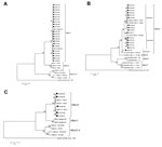 Phylogenetic analysis of nucleotide sequences of isolates of human bocavirus (HBoV), Chile, 1985–2010. A) Phylogenetic analysis of nonstructural (NS) 1 partial region of HBoV1 isolates, positions 554–792, in reference strain HBoV st1 (GenBank accession no. DQ000495). B) Analysis of NS1 partial region of HBoV2 isolates, positions 1427–1881, in reference strain HBoV2 PK225 (GenBank accession no. FJ170279). C) Phylogenetic analysis of nucleocapsid 1 partial region of HBoV3 isolates, positions 2256–