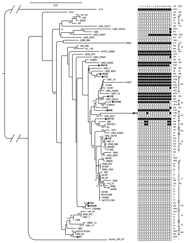 Distribution of the type-six secretion system (T6SS) marker across the phylogenetic diversity of Campylobacter jejuni strains, as determined by multilocus sequence analysis. We generated a maximum-likelihood tree from concatenated nucleotide alignments of 31 housekeeping genes; nucleotide sequences were aligned by using MUSCLE (www.drive5.com/muscle) and masked by using GBLOCKS (http://molevol.cmima.csic.es/castresana/Gblocks.html). Maximum-likelihood analysis was done by using the GTR model in 
