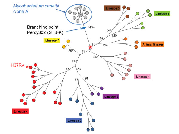 Early evolution of Mycobacterium tuberculosis was deciphered using clone A sequence data. A minimum spanning tree was drawn after removal of polymorphisms occurring in clusters, indicative of horizontal gene transfer events. The approximate position of the branching point of Percy302 (STB-K) the most distantly related M. canettii strain (5) is indicated by the blue star. The red star is the position of the most recent common ancestor of M. tuberculosis. The branch lengths of only the most intern