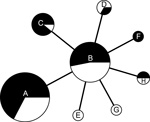 Thumbnail of Minimum-spanning tree based on multilocus variable number tandem repeat (MLVA) analysis of genotypes showing genetic relationships among 98 Francisella tularensis subsp. holarctica isolates from Spain with reference to 2 human tularemia outbreaks in 1997–1998 and 2007–2008, respectively. White sections in circles indicate F. tularensis subsp. holarctica isolates recovered during the first human tularemia outbreak (1997–1998), and black sections indicate isolates recovered during the