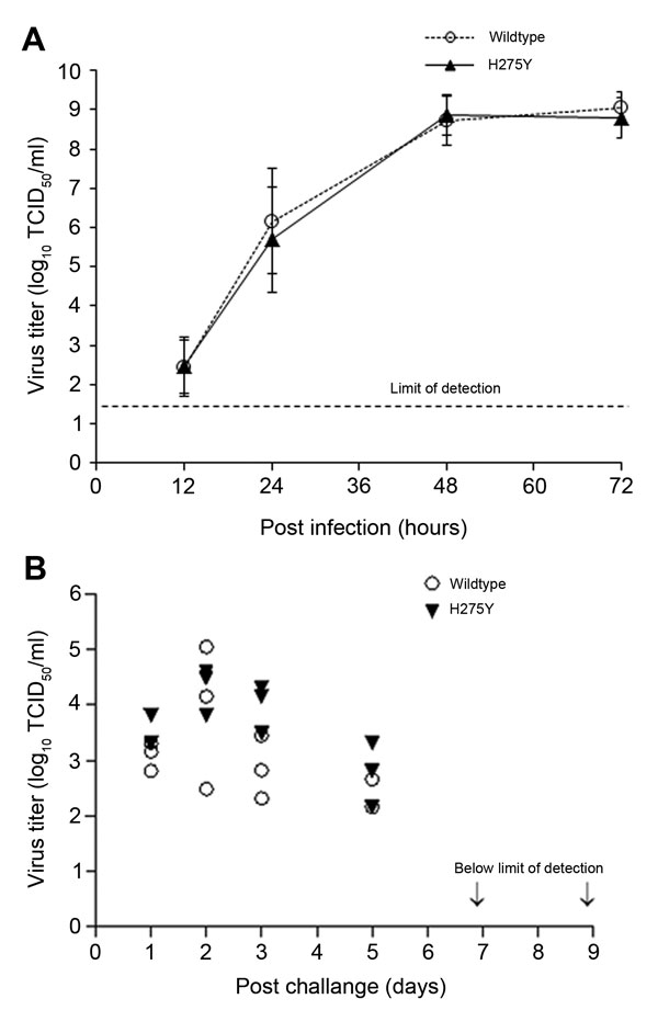 Replicative capacity of the oseltamivir-resistant highly pathogenic avian influenza A(H5N1) virus possessing the H275Y substitution and the wild type virus in (A) MDCK and MDCK-SIAT1 cell lines and (B) in the ferret upper respiratory tract; nasal washes were collected on days 1, 2, 3, 5, 7, and 9 post challenge. Of note, the limit of detection for virus titer was set at 1.3 x log10.