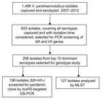 Thumbnail of Study design and eligibility for serotype and genotype analysis of Vibrio parahaemolyticus isolates from patients with acute diarrhea, southern coastal region of China, 2007–2012.