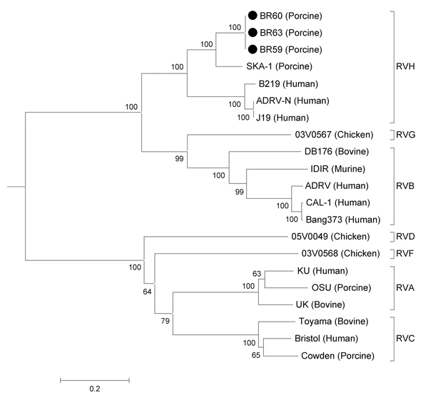Phylogenetic tree showing the inferred evolutionary relationships among representative rotavirus (RV) strains belonging to species A, B, C, D, F, G, and H, as well as the samples BR59, BR60, and BR63 based on an 1,197-bp fragment of the viral protein 6 (VP6) gene. The tree was constructed by using the neighbor-joining method and the Kimura 2-parameter nucleotide substitution model. Bootstrapping was statistically supported with 1,000 replicates. Scale bar indicates nucleotide substitutions per s