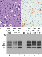 Thumbnail of Neuropathologic features and immunoblot results of second-passage squirrel monkeys that had chronic wasting disease (CWD). Scale bar represents 50 µM and is applicable to panels A and B. Panels A and B show neuropathologic changes in the occipital lobe of SMP2-CWD monkey 977, which was euthanized at 24 months postinoculation. A) Hematoxylin and eosin staining show prominent spongiform changes. B) Immunohistochemical staining for disease-associated prion protein (PrPres) (brown) with