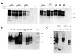 Thumbnail of Determination of total PrP and PrPres level in animal tissues. To characterize the PrP expression levels (total PrP), brain homogenates were analyzed by Western blot without digestion with PK. Nineteen microliters of each 10% wt/vol homogenate was loaded in each lane (A). To detect the PrPres in the samples, PK digestion (50 μg/mL) was performed to remove PrPC, and the samples were then reanalyzed (B). The atypical scrapie and matched normal control animal samples were further analy