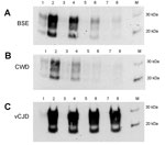Thumbnail of Properties of C-BSE, CWD, and vCJD amplification products in a second round of PMCA. Hu-C-BSE, hu-vCJD, and hu-CWD (from a previous round of PMCA) were supplemented with fresh human brain homogenate and subjected to a second round of PMCA. The reactions were normalized by PrPres level and the product diluted (1:3, 1:6, 1:12, 1:24) in fresh human brain homogenate (PRNP codon 129MM) before PMCA. Odd numbers correspond to samples without PMCA; even numbers correspond to the reactions a
