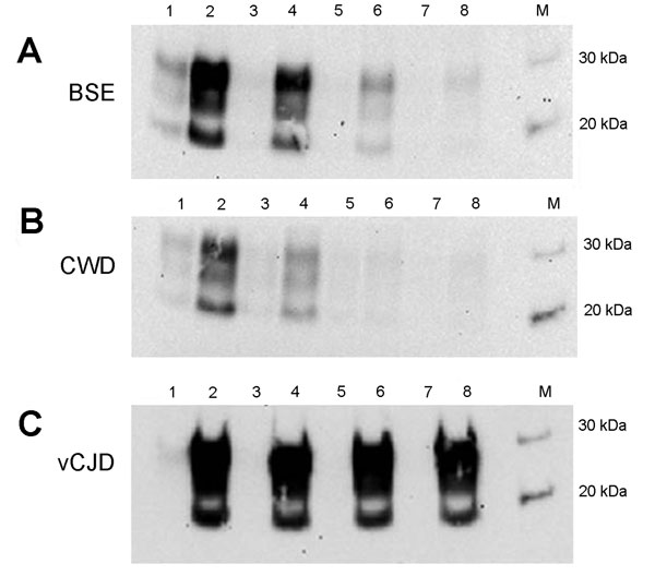 Properties of C-BSE, CWD, and vCJD amplification products in a second round of PMCA. Hu-C-BSE, hu-vCJD, and hu-CWD (from a previous round of PMCA) were supplemented with fresh human brain homogenate and subjected to a second round of PMCA. The reactions were normalized by PrPres level and the product diluted (1:3, 1:6, 1:12, 1:24) in fresh human brain homogenate (PRNP codon 129MM) before PMCA. Odd numbers correspond to samples without PMCA; even numbers correspond to the reactions after PMCA (A,