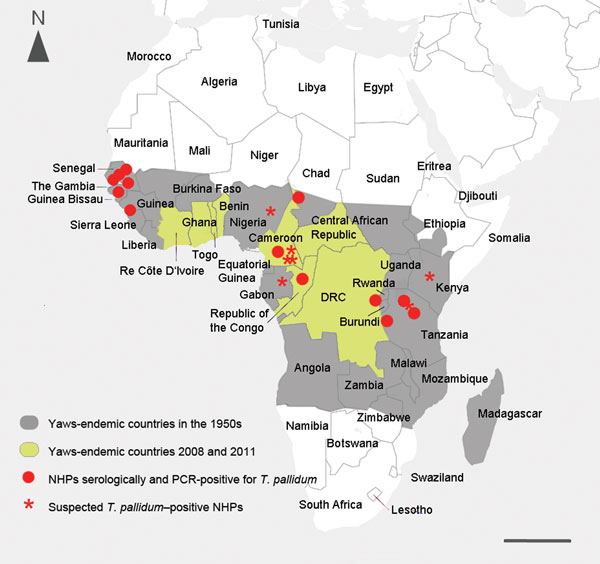 Geographic proximity between human yaws and endemic syphilis, as estimated by the World Health Organization, and locations in which treponemal infection has been identified in nonhuman primates (NHPs), Africa, 1990s. Red dots indicate infection in NHPs confirmed by sensitive and specific treponemal serologic tests (TPI/FTA-ABS/MHA-TP [Treponema-pallidum-immobilization reaction/fluorescence-Treponema-antibody-absorption test/Treponema pallidum microhemagglutination assay]) and, in some cases, PCR