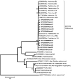 Thumbnail of Phylogenetic tree of near full-length (4.7 kbp) and partial sequences (open reading frame 2, 0.4–1.9 kbp) of porcine hokovirus (HoV)/partetraviruses (PtV) created by using MEGA5.1 (www.megasoftware.net) with the maximum-likelihood method (GTR+G+I) and bootstrap analysis of 500 resamplings. New sequences from Cameroon are shown in boldface. EU, Europe; CH, China; U.S., United States; Gt, genotype; PARV4, parvovirus 4. Scale bar indicates nucleotide substitutions per site.