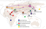 Thumbnail of Global migration patterns of highly pathogenic avian influenza A(H5N1) viruses estimated from sequence data sampled during 1996–2012. Arrows represent direction of movement, and arrow width is proportional to the migration rate. Migration rates &lt;0.07 migration events per lineage per year are not shown. The area of each circle is proportional to the region’s eigenvector centrality; larger circles indicate crucial nodes in the migration network.