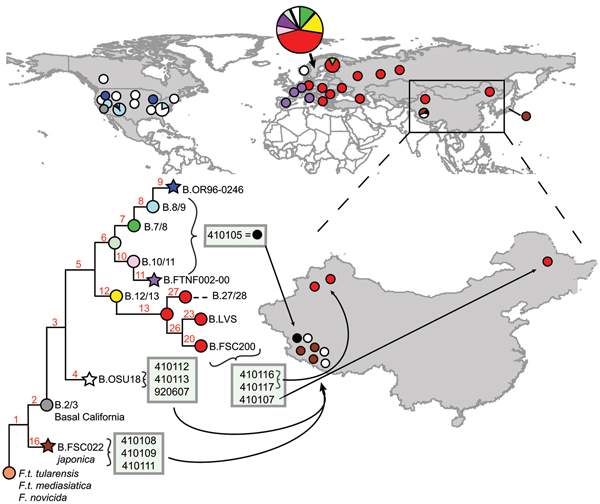 Phylogeography of Francisella tularensis (F.t.) subsp. holarctica. The global distribution of different clades (indicated by colored stars, circles, and circle sections) and their phylogenetic relationships (tree) are shown as described (6,7,11). Stars indicate sequenced reference strains. The phylogenetic positions of the 10 isolates from China (boxes on tree) and their sites of isolation (circles within China) are indicated. The exact lineage of strain 410105 (black circle) was not determined.