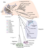 Thumbnail of Multilocus sequence analysis (MLSA) of viridans group streptococci (VGS) strains causing bacteremia in patients with cancer. The neighbor-joining radial tree was generated by using concatenated sequences. Strains were assigned to a particular VGS on the basis of their proximity to type strains. Locations of well-characterized or type VGS strains (lines without circles) are also shown for reference purposes. Five contemporaneous S. pneumoniae strains are also included for reference p