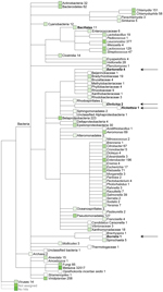 Thumbnail of Quantitative metagenomic analysis of the fecal DNA of the Daubenton’s bat. The sequences (&gt;50 bp) were assigned on the basis of best E-value BLASTN scores (http://blast.ncbi.nlm.nih.gov/blast.cgi) in GenBank. Numbers refer to the amount of sequences assigned to a given taxon. No hits refers to sequences that had no similarity to any sequences in GenBank. Not assigned refers to sequences that had similarity in GenBank but they could not be reliably assigned to any organism. Arrows