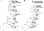Thumbnail of Phylogenetic positions of the bat blood isolates among members of the genus Bartonella. Neighbor-joining (A) and maximum-likelihood (B) trees are based on the alignment of concatenated sequences of 4 multilocus sequence analysis markers (rpoB, gltA, 16S rRNA, and ftsZ). Sequence information from the type strains of all known Bartonella species and from the Candidatus B. mayotimonensis human strain was included into the analysis (Technical Appendix Table 5). Numbers on branches indic