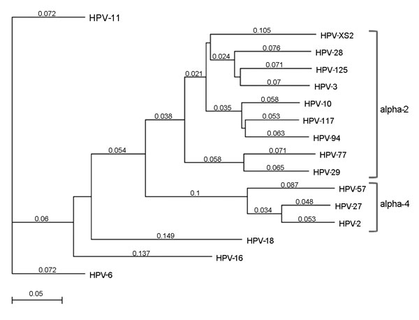 Phylogenetic tree based on selected human papillomavirus (HPV) major capsid protein gene (L1) open reading frames; the tree shows the grouping of HPVXS2. The phylogenetic analysis is based on the L1 open reading frames of all alpha-2 and alpha-4 papillomaviruses and on vaccine HPV types 6, 11, 16, and 18; the best tree was created by using the neighbor joining method with Tamura-Nei distances given. All L1 sequences were aquired from the Papillomavirus Episteme webpage (http://pave.niaid.nih.gov