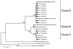 Thumbnail of Consensus bootstrap phylogenetic neighbor-joining tree of helicase gene from nucleocytoplasmic large DNA viruses showing alignment of mimivirus and megavirus isolates obtained from Cebus apella (CA) and bovids (Bos) in Brazil. Tree was constructed by using MEGA version 4.1 (www.megasoftware.net) on the basis of the nucleotide sequences with 1,000 bootstrap replicates. Bootstrap values &gt;90% are shown. Nucleotide sequences were obtained from GenBank. Scale bar indicates rate of evo