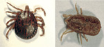 Thumbnail of Amblyomma loculosum (left) and Carios capensis (right) ticks from seabird colonies on western Indian Ocean islands.