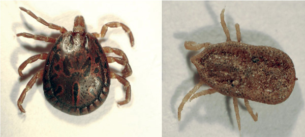Amblyomma loculosum (left) and Carios capensis (right) ticks from seabird colonies on western Indian Ocean islands.