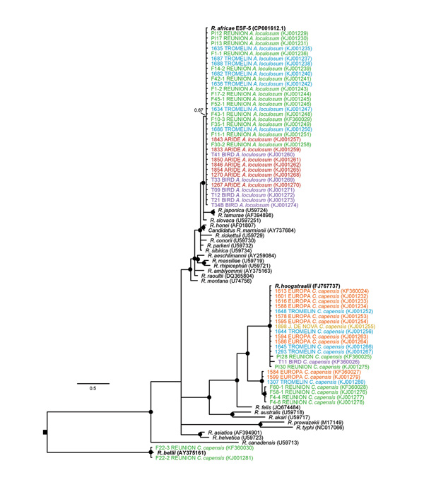 Maximum clade credibility tree for Rickettsia spp. detected in seabird ticks (Amblyomma loculosum and Carios capensis) of the western Indian Ocean as determined on the basis of a 913-bp fragment of the Rickettsia gltA gene. The nucleotide substitution model was selected by using the jModelTest 2.1.2 tool (https://code.google.com/p/jmodeltest2/), and Bayesian analyses were performed using MrBayes 3.1.2 (http://mrbayes.sourceforge.net/), with chain lengths of 2 million generations sampled every 1,