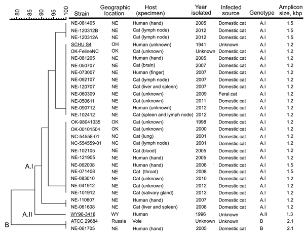 Molecular genotyping of Francisella tularensis isolates obtained from infected cats or humans bitten by an infected cat, United States, 1998–2012, Genotyping was performed by using pulsed-field gel electrophoresis (PFGE) and the PCR-based differential insertion sequence amplification (DISA) assay. A dendrogram of PFGE patterns obtained with PmeI-digested F. tularensis isolates is shown on the left; the scale bar at the top indicates distance in relative units. The genotype-specific amplicon leng